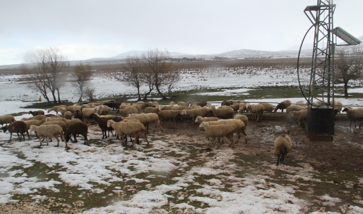 Beyşehir’de koyunların içme su ihtiyacı güneş ve rüzgar enerjisinden karşılanıyor