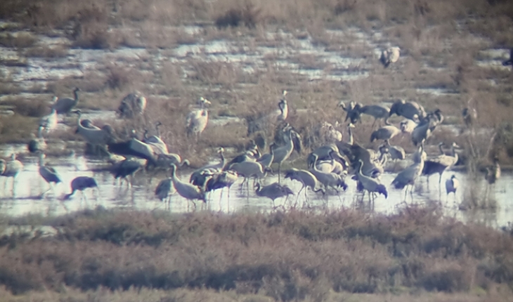 Çukurova Deltası'nda 5 bin 300 adet turna sayıldı