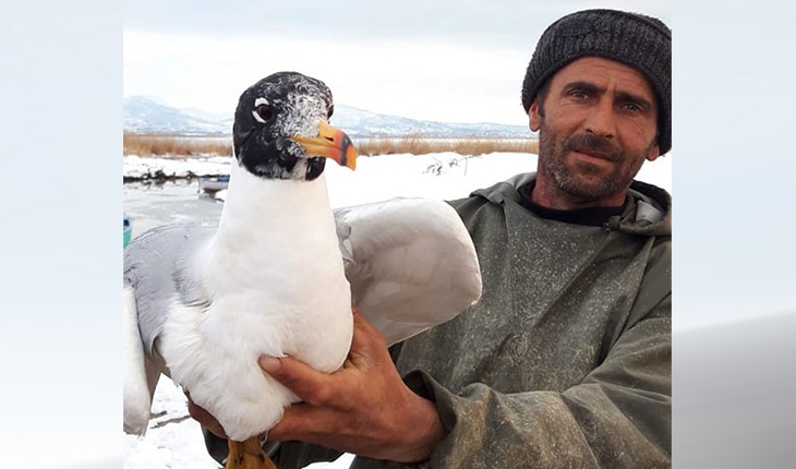 Beyşehir Gölü’nde ağa takılan martıyı balıkçı kurtardı