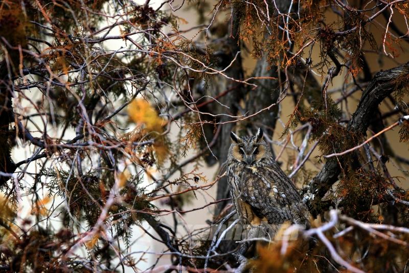 Tuz Gölü’nün kulaklı orman baykuşları doğal ortamında görüntülendi