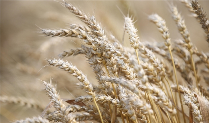 Buğday fiyatlarında tarihi zirve