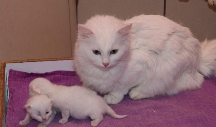 Van kedileri, yılın ilk yavrularını dünyaya getirdi