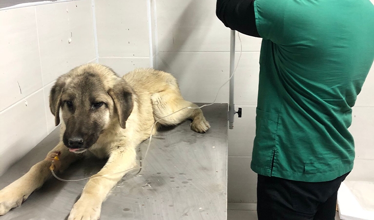 Akşehir Belediyesi’nden hasta sokak köpeğine tedavi