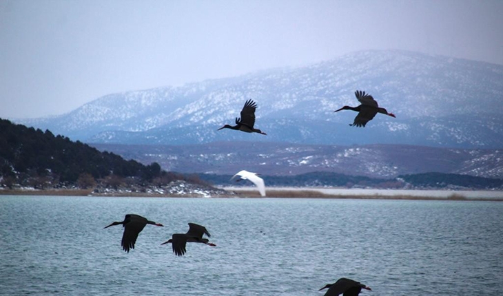 Baharın müjdecisi farklı türdeki kuşlar Beyşehir Gölü’ne akın etti
