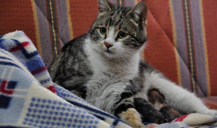 Doğum sancısı çeken kedi aile sağlığı merkezine geldi, doğumu burada yaptırıldı