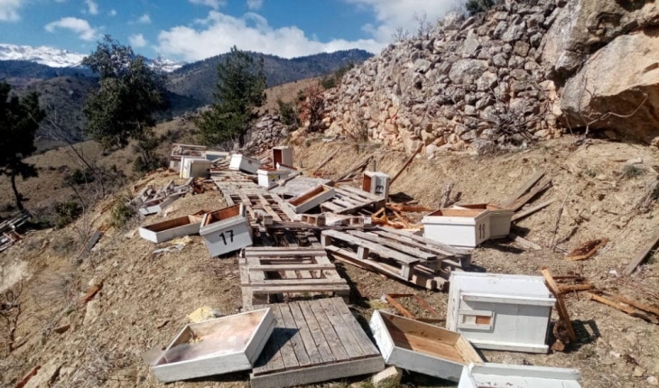 Karaman’da ayılar arı kovanlarını parçaladı