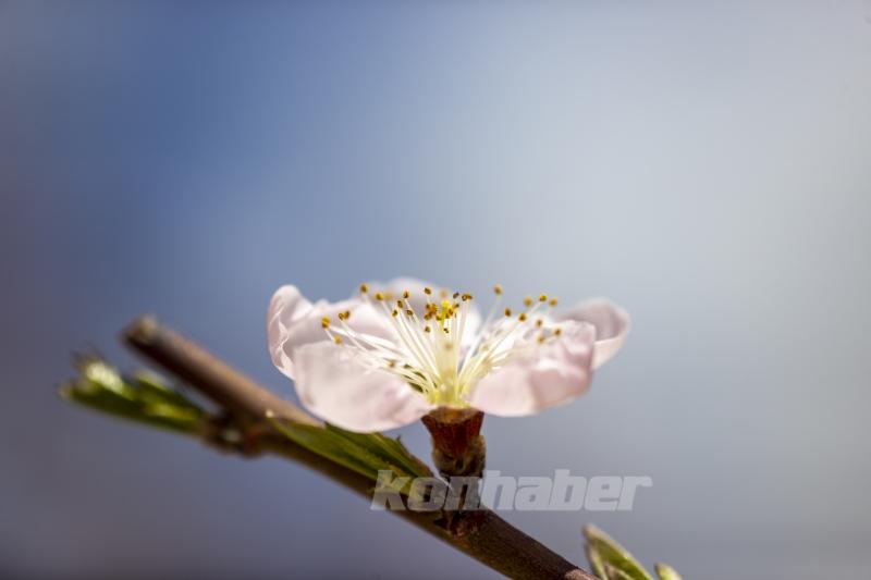 Konya’da ilkbaharın gelişiyle doğa canlanmaya başladı