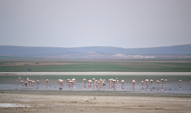 Düden Gölü'ne flamingolar gelmeye başladı