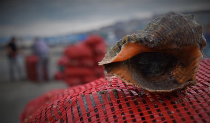 Türkiye'den ilk çeyrekte 1 milyon dolarlık deniz salyangozu ihraç edildi