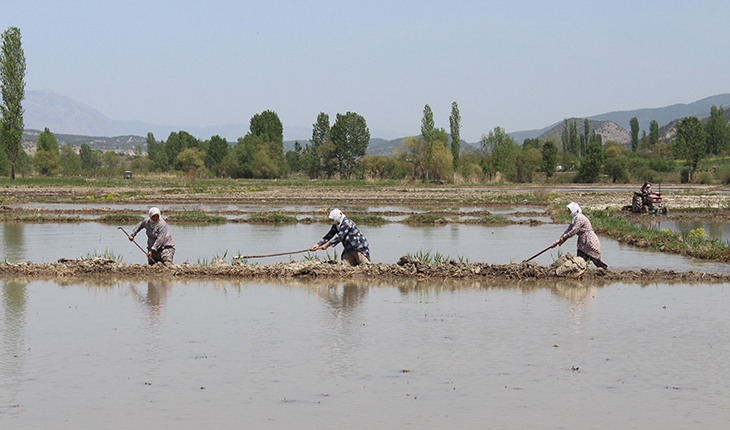 Kastamonu'da çeltik üreticilerinin ekim mesaisi başladı