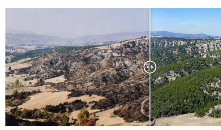 Yangınlarda zarar gören 13 bölge yeniden yeşerdi