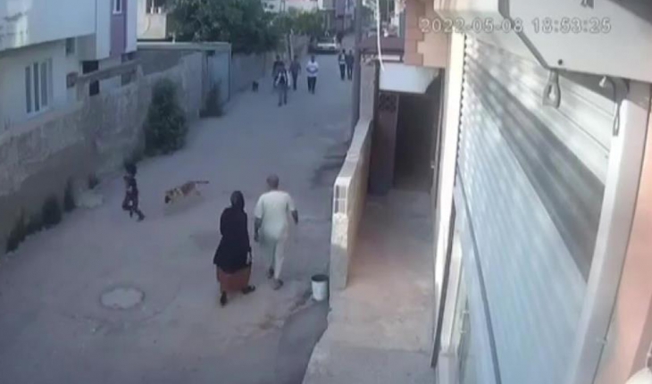Sokak köpeğinin küçük çocuğa saldırdığı anlar kamerada