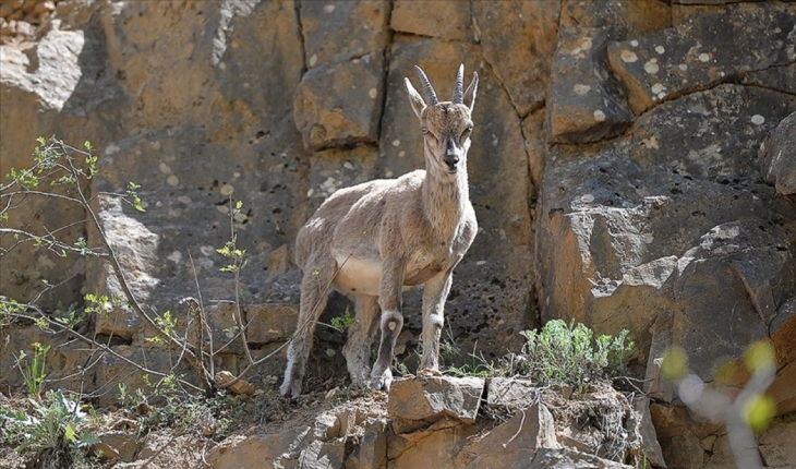 Munzur ve Pülümür vadilerinde yaban keçileri görüntülendi