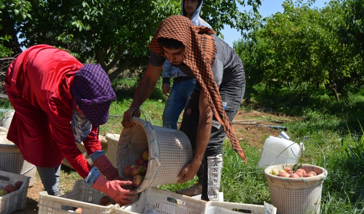 Gaziantep'te şeftali hasadı başladı