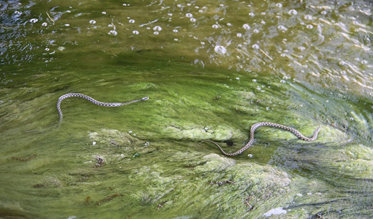 Akıntıya karşı yüzen su yılanları görenlerin ilgisini çekiyor