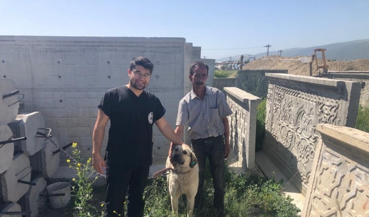 Akşehir Belediyesi sahipsiz sokak köpeklerini sahiplendiriyor