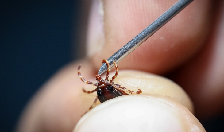 Kırım Kongo Kanamalı Ateşi'ne yol açan kene hakkında doğru bilinen yanlışlar