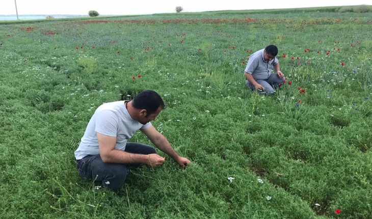Beyşehir’deki nohut ve ayçiçeği ekili alanlarda saha taraması