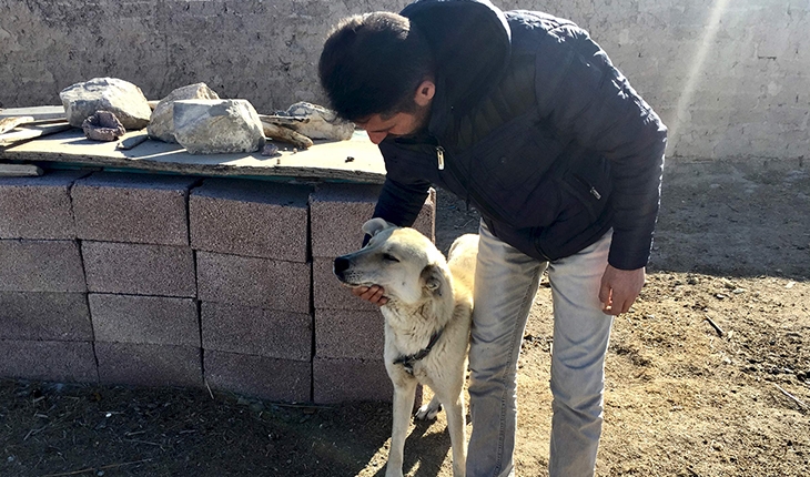 Sokak köpekleriyle mücadelede Konya'dan örnek belediyecilik