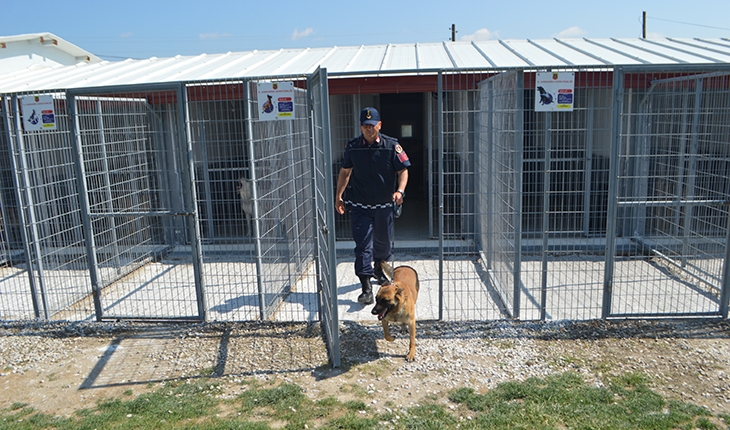 Dedektör köpekler jandarmaya operasyonlarda güç katıyor