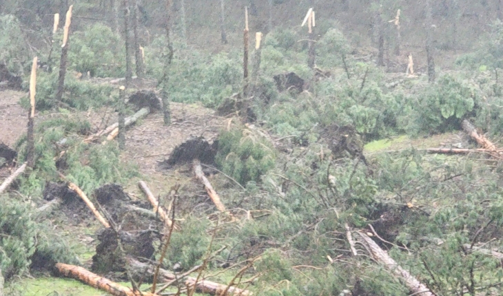 Kütahya’da hortum paniği: 80’e yakın ağaç devrildi