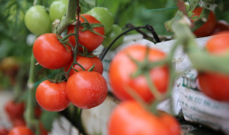 Türkiye’den yılın 6 ayında 247 milyon 998 bin dolarlık domates ihracatı