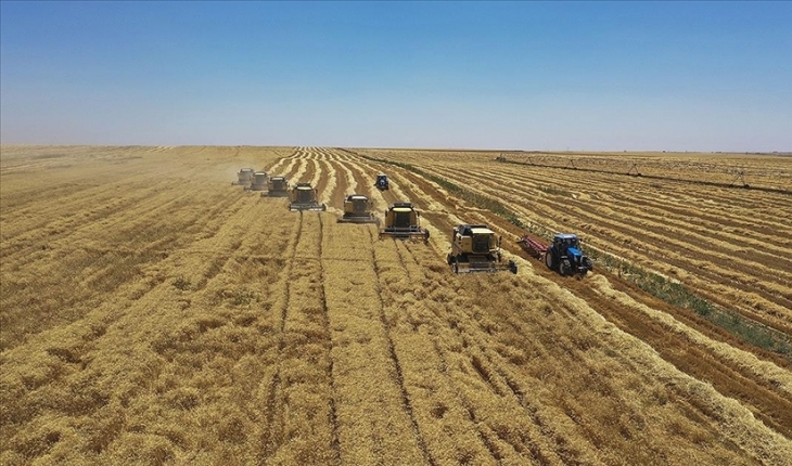 Buğday ve arpa üreticilerine TMO alım primi desteği ödenecek