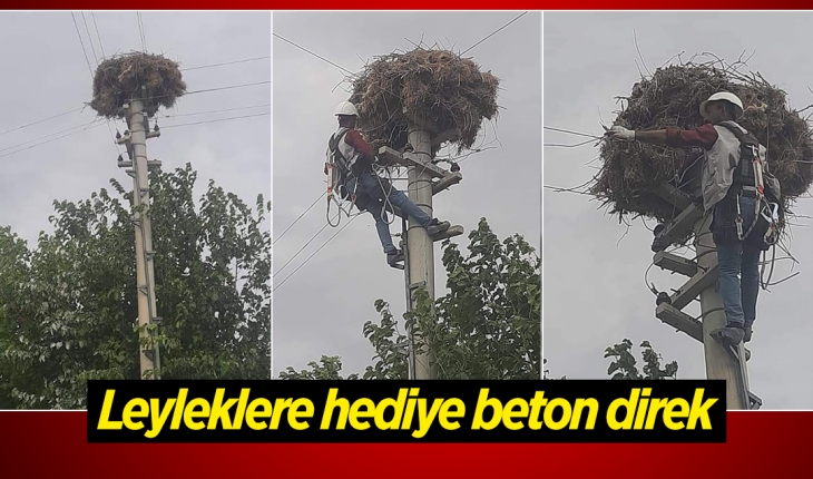 Elektrik direğinin enerjisi kesilerek leyleklere yuva olarak hediye edildi