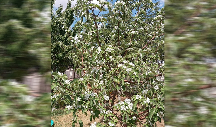 Kulu'da dalında meyvesi olan elma ağacı çiçek açtı 