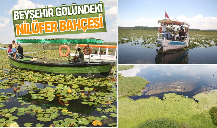 Beyşehir Gölündeki nilüfer bahçesi