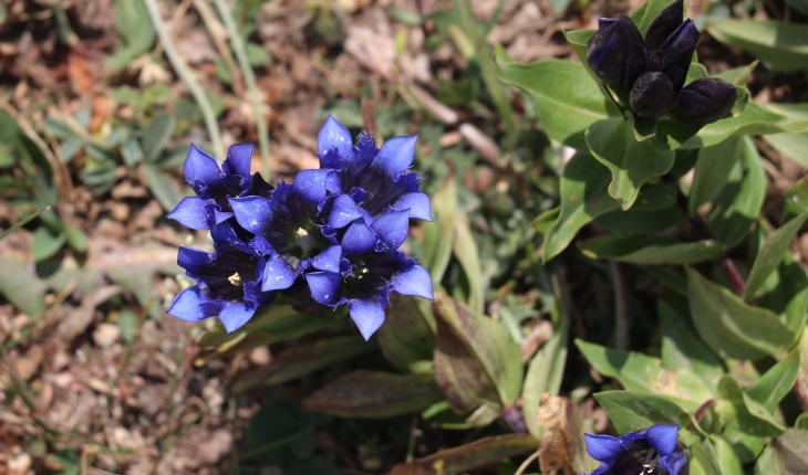 Sonbaharda Ilgar Dağı'nda mor çiçekler açtı