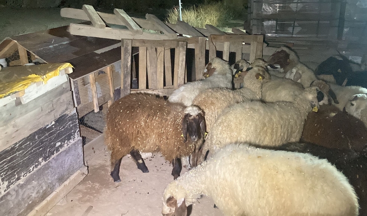 Konya’da insanlık ölmemiş dedirten olay: Bulduğu koyunların sahibini arıyor