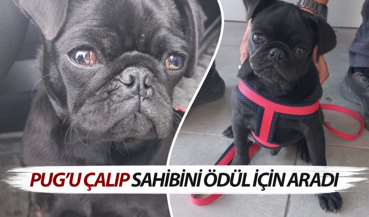 Konya’da ödüllü 'pug' köpeği çalıp sahibiyle irtibata geçti! Polisten kaçamadı