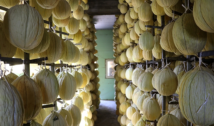 Coğrafi işaret tescilli Kırkağaç kavunu, "kış sofraları" için askıya çıktı