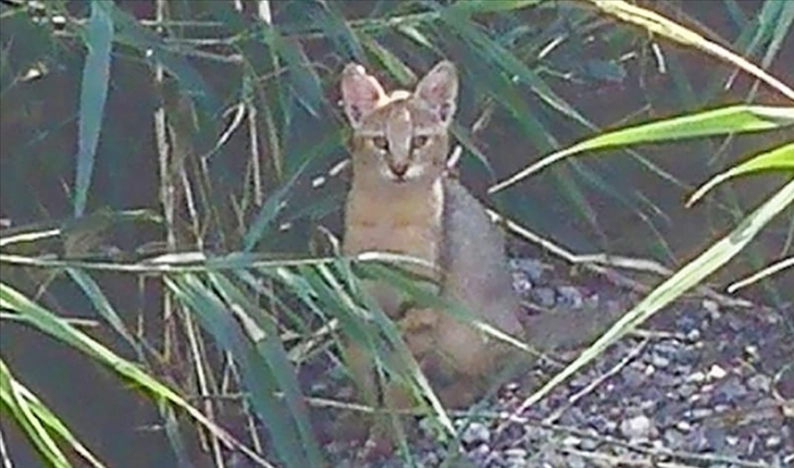 Soyu tehlike altındaki 'saz kedisi' Iğdır'daki sulak alanlarda da yaşıyor
