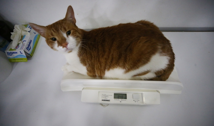 Obez kedi “mide botoksu“ ile zayıfladı