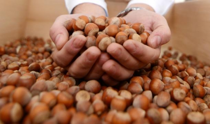 Türkiye, fındıktan 136,1 milyon dolar gelir elde etti