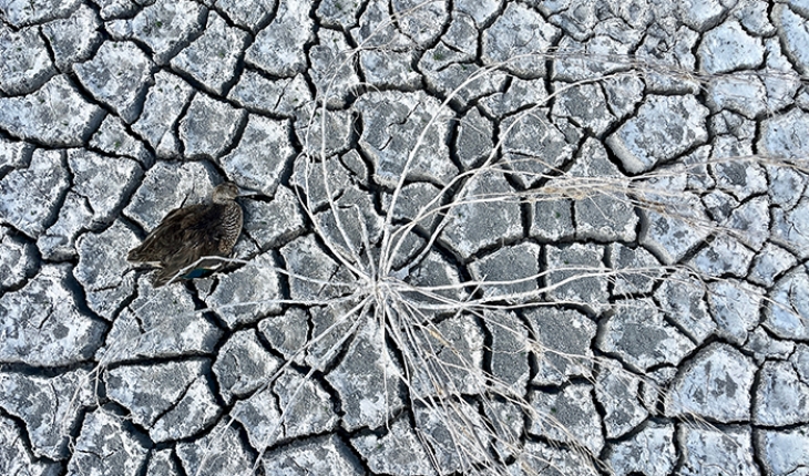 Akşehir Gölü kuraklığa teslim oldu! Çok sayıda ölü yaban ördeği bulundu