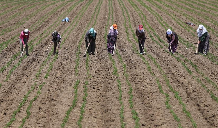 Çiftçi Kayıt Sistemi’ndeki kadın çiftçi sayısı 290 bine yaklaştı