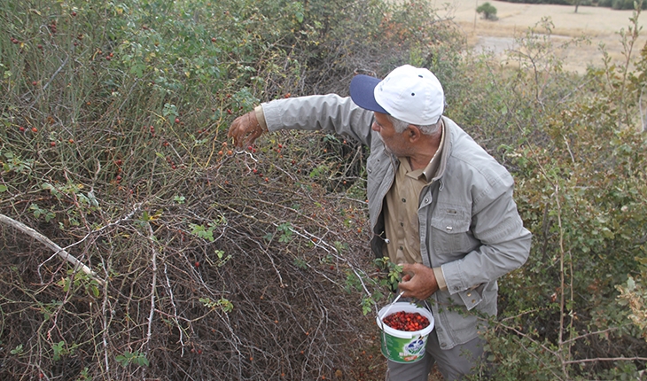 Konya'da vatandaşların kuşburnu toplama mesaisi başladı