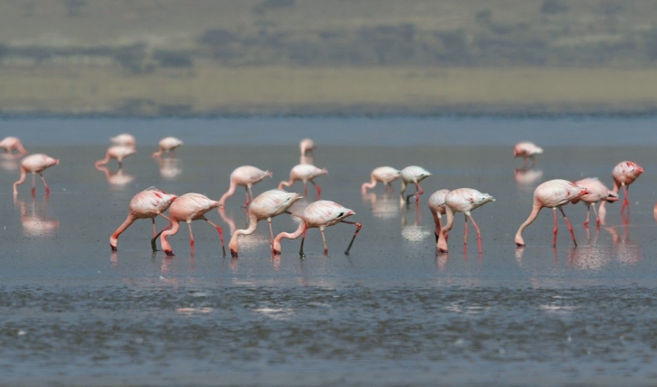 Tuz Gölü’nde alınan tedbirlerle yavru flamingolar kurtuldu
