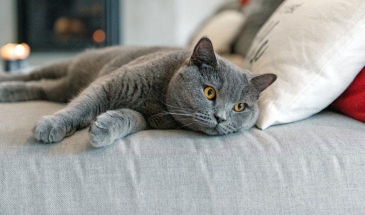 British Shorthair Özellikleri Nelerdir, British Shorthair Kediler Neden Kucak Sevmezler?