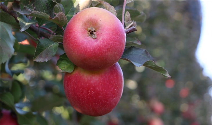 Ülkelerin damak tadına göre elma üretiliyor