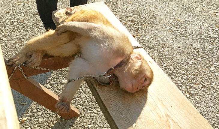 Sokakta bulunan maymun korumaya alındı