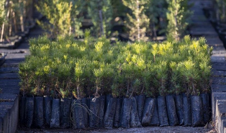 Emine Erdoğan'dan Milli Ağaçlandırma Günü paylaşımı