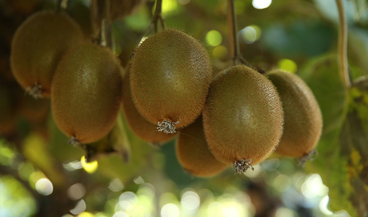 Tescilli kivide hasat zamanı