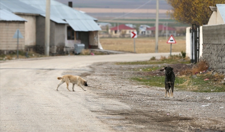 'Sahipsiz köpekler toplum sağlığı sorunu olmaya başladı'