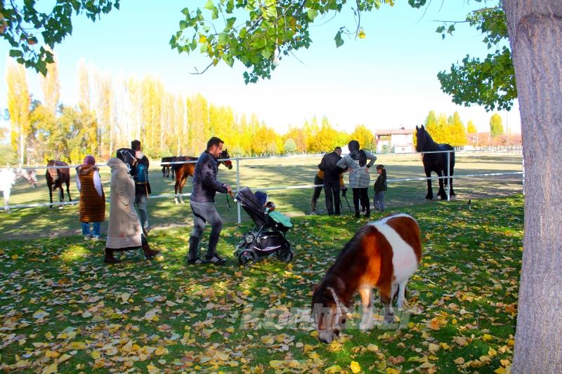 Şampiyon atların yetiştiği çiftlik sonbaharda ziyaretçilerin uğrak yeri oldu