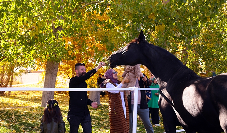 Şampiyon atların yetiştiği çiftlik sonbaharda ziyaretçilerin uğrak yeri oldu