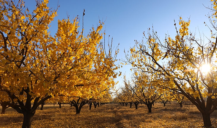 Kayısı bahçelerinde sonbahar renkleri  görüntülendi